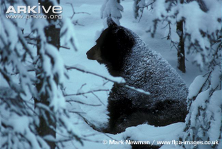Illustration for article titled Thursidae - Ursus americanus Editon